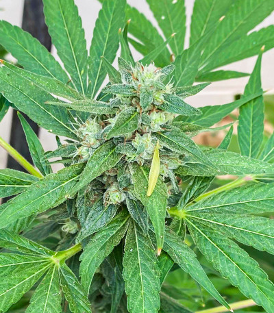 Golosa fem (Delicious Seeds) семена конопли — изображение 4