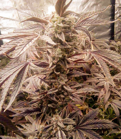 Golosa fem (Delicious Seeds) семена конопли — изображение 5