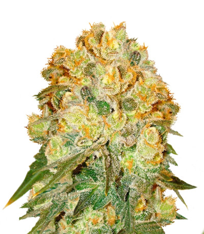 Marmalate fem (Delicious Seeds) семена конопли