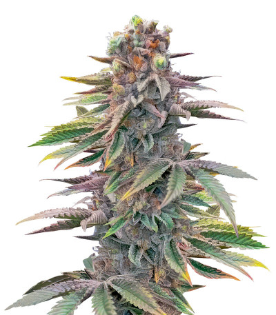 Pink Sunset Auto by Sherbinskis fem (Silent Seeds) семена конопли