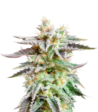 Sugar Black Rose fem (Delicious Seeds) семена конопли