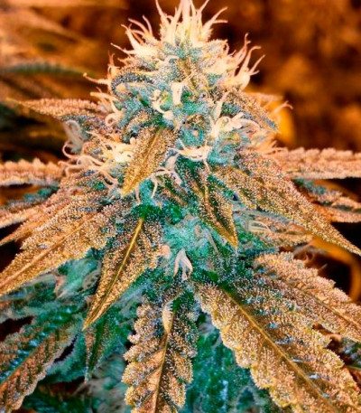 Sugar Black Rose fem (Delicious Seeds) семена конопли — изображение 2