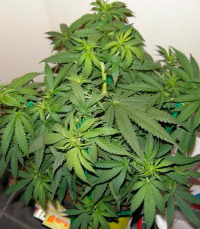 Sugar Black Rose fem (Delicious Seeds) семена конопли — изображение 3