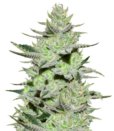 Unknown Kush (Desconocida Kush) fem (Delicious Seeds) семена конопли