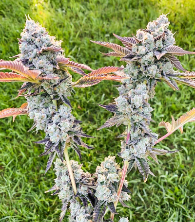 Bay Burger fem (Delicious Seeds) семена конопли — изображение 3