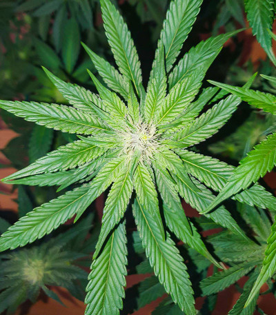 Bay Burger fem (Delicious Seeds) семена конопли — изображение 4