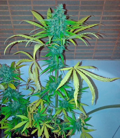 Afghan Kush X Skunk fem (World of Seeds) семена конопли — изображение 3