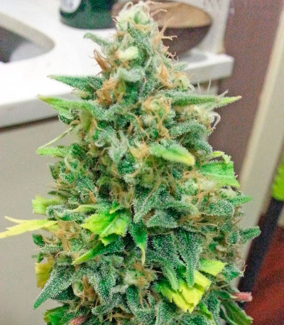 Afghan Kush X Skunk fem (World of Seeds) семена конопли — изображение 4