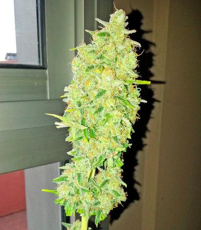 Afghan Kush X Skunk fem (World of Seeds) семена конопли — изображение 5