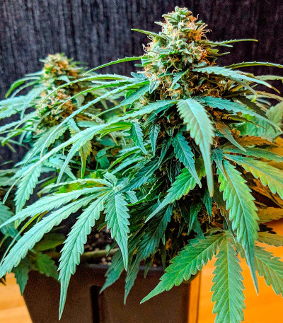 Apple Betty Auto fem (Herbies Seeds) семена конопли — изображение 5