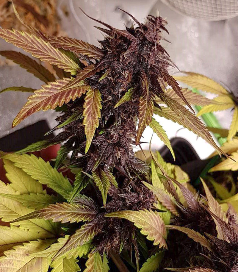 Auto Purple fem (Pyramid Seeds) семена конопли — изображение 4