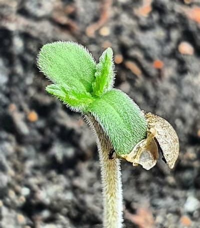 Chocobang fem (Delicious Seeds) семена конопли — изображение 4