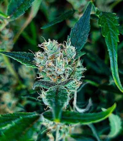 Frostbanger Auto fem (FastBuds) семена конопли — изображение 3
