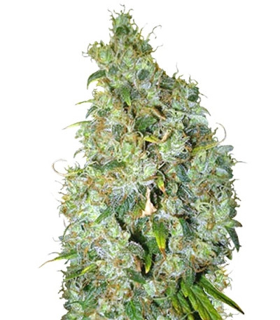 Northern Light X Skunk fem (World of Seeds) семена конопли