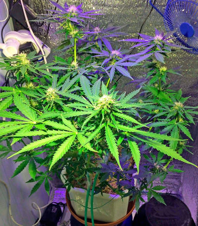 Northern Light X Skunk fem (World of Seeds) семена конопли — изображение 4
