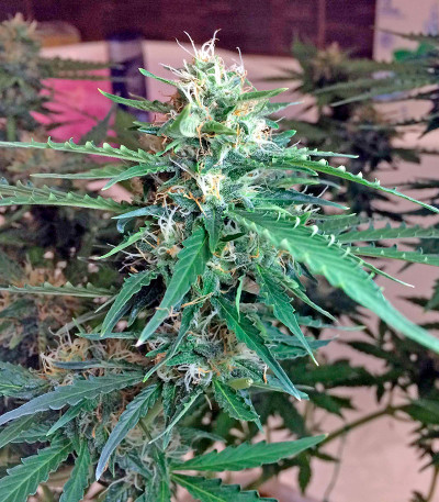 Northern Light X Skunk fem (World of Seeds) семена конопли — изображение 5