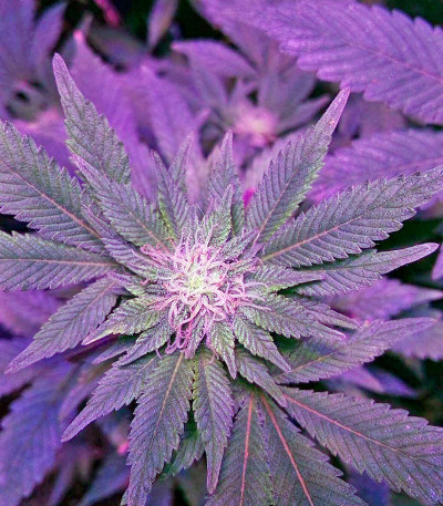 Pakistan Valley fem (World of Seeds) семена конопли — изображение 3
