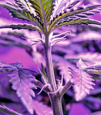 Pakistan Valley fem (World of Seeds) семена конопли — изображение 5