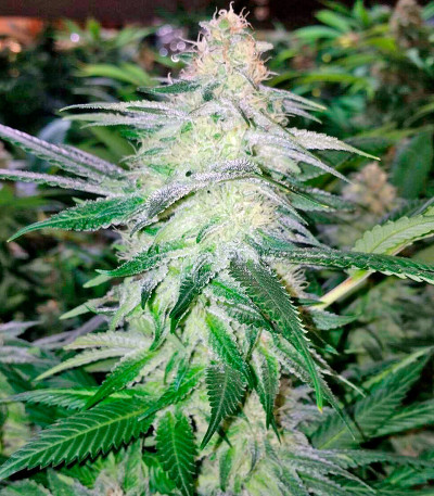 Strawberry Blue fem (World of Seeds) семена конопли — изображение 5