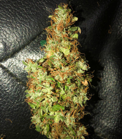 Zkittlez Auto fem (FastBuds) семена конопли — изображение 6