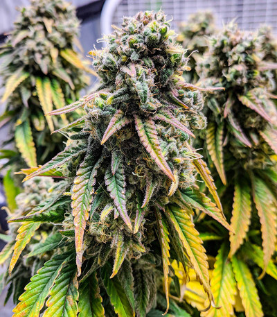 Fat Banana fem (RQS) семена конопли — изображение 3