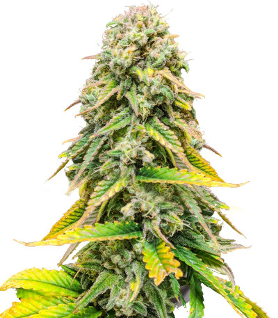 Fat Banana fem (RQS) семена конопли