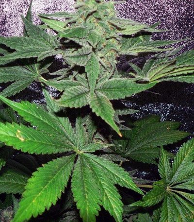 White Widow Auto fem (GHS) семена конопли — изображение 3