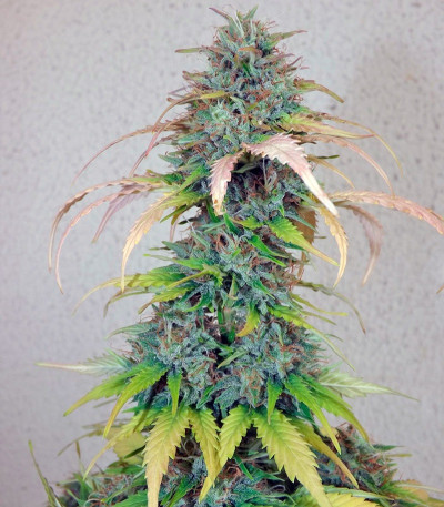 Green-O-Matic Auto fem (GHS) семена конопли — изображение 5