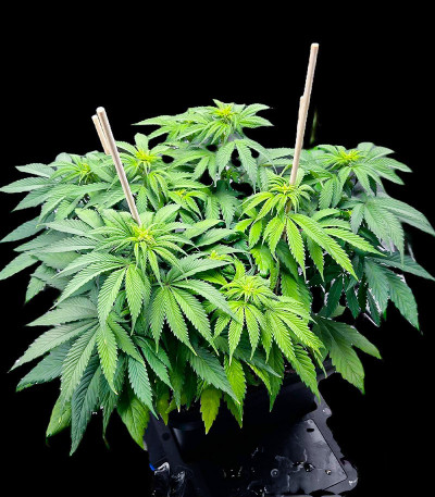 Orange Sherbet FF fem (FastBuds) семена конопли — изображение 3