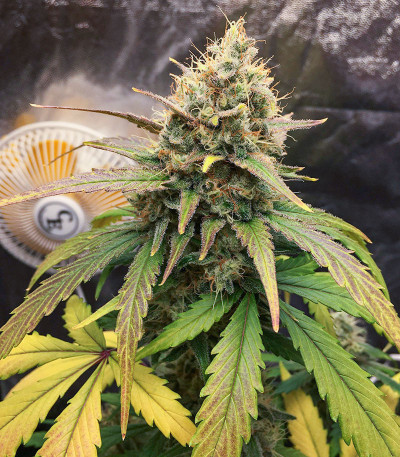 Orange Sherbet FF fem (FastBuds) семена конопли — изображение 4