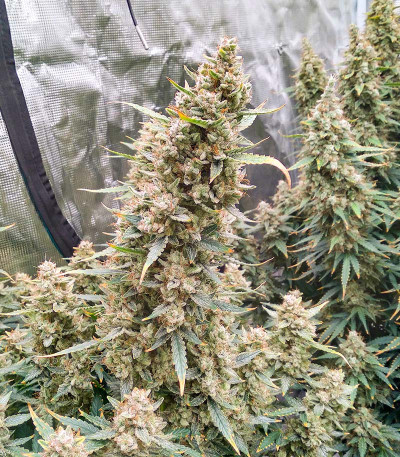 Blue Acid Auto fem (Kalashnikov Seeds) семена конопли — изображение 3