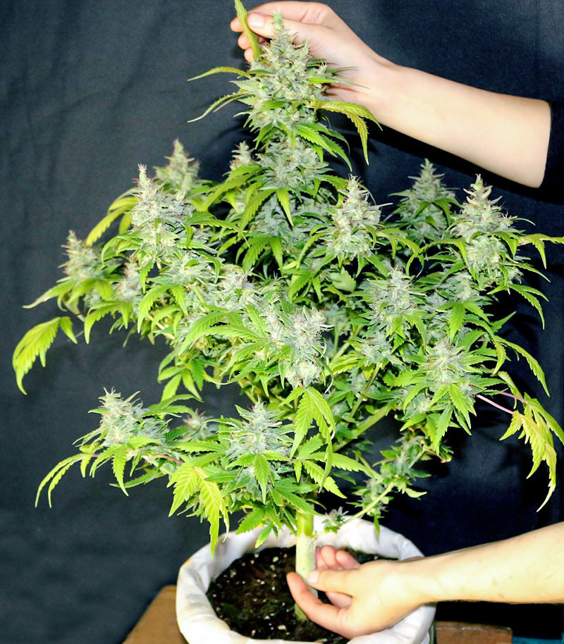 DC Cure 1:1 Auto CBD fem (Doctor's Choice) семена конопли — изображение 3