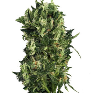 Kalashnikov Express fem (Kalashnikov Seeds) семена конопли