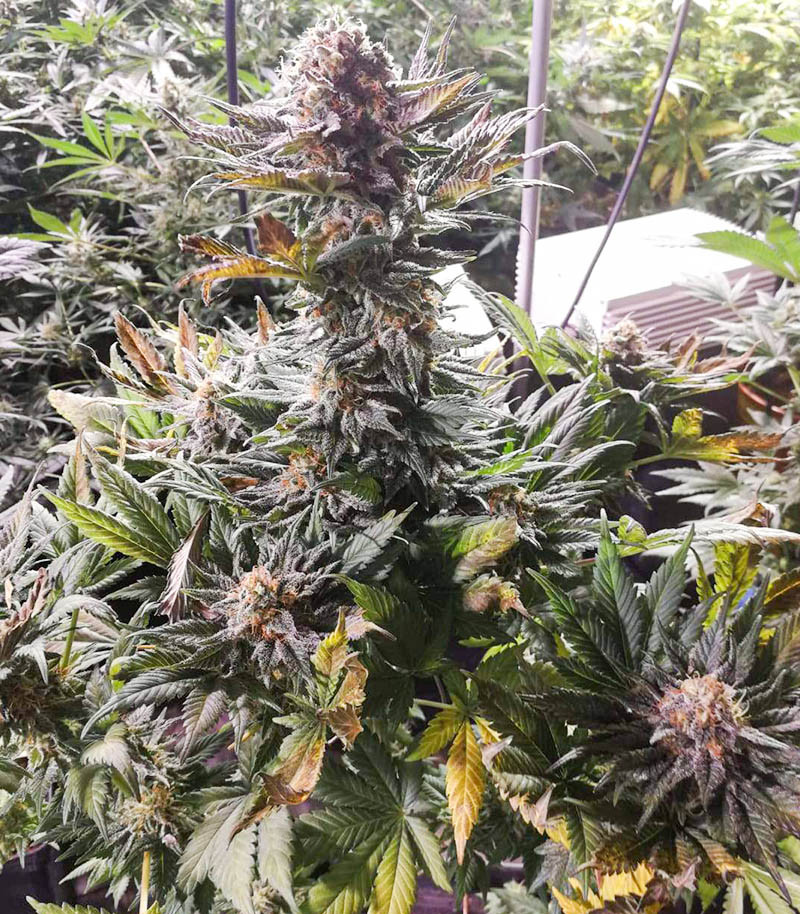 Power Russian fem (Kalashnikov Seeds) семена конопли — изображение 3