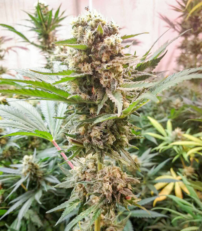 Power Russian fem (Kalashnikov Seeds) семена конопли — изображение 5