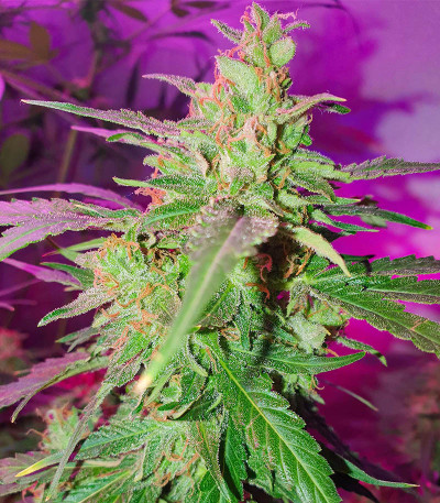 White Critical Express fem (Kalashnikov Seeds) семена конопли — изображение 3