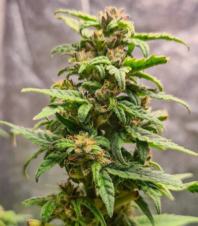 White Critical Express fem (Kalashnikov Seeds) семена конопли — изображение 5