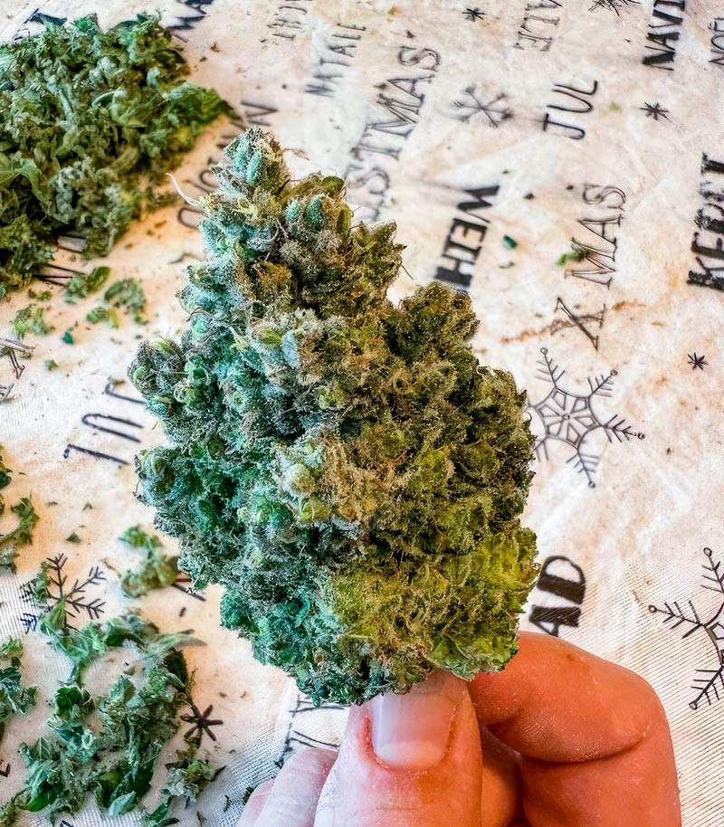 Jealousy Kush fem (Seedkeepers) семена конопли — изображение 6