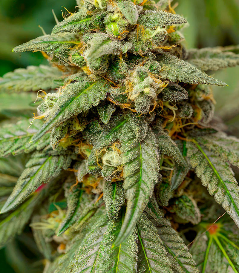 RudeBoi OG F1 fem (Seedkeepers) семена конопли — изображение 3