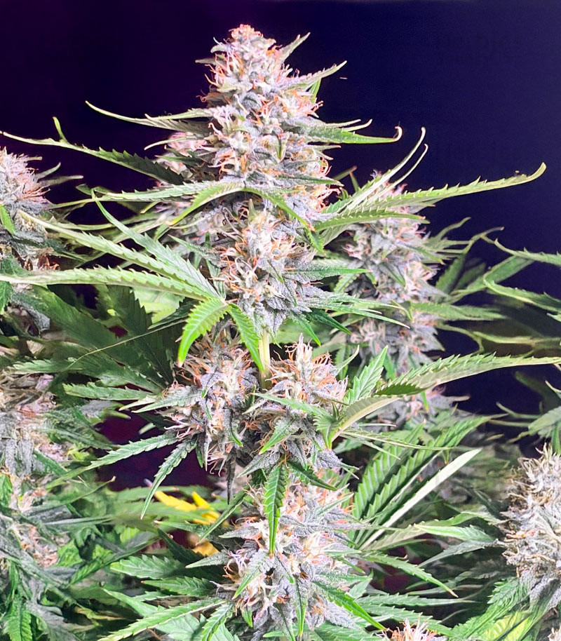 Bruce Banner Autoflower fem (Seedkeepers) семена конопли — изображение 3