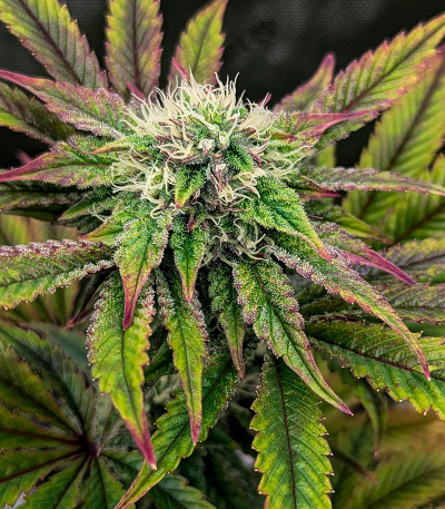 Black Cherry Gushers fem (Barney's Farm) семена конопли — изображение 3