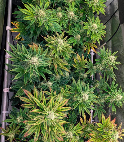 Black Cherry Gushers fem (Barney's Farm) семена конопли — изображение 5