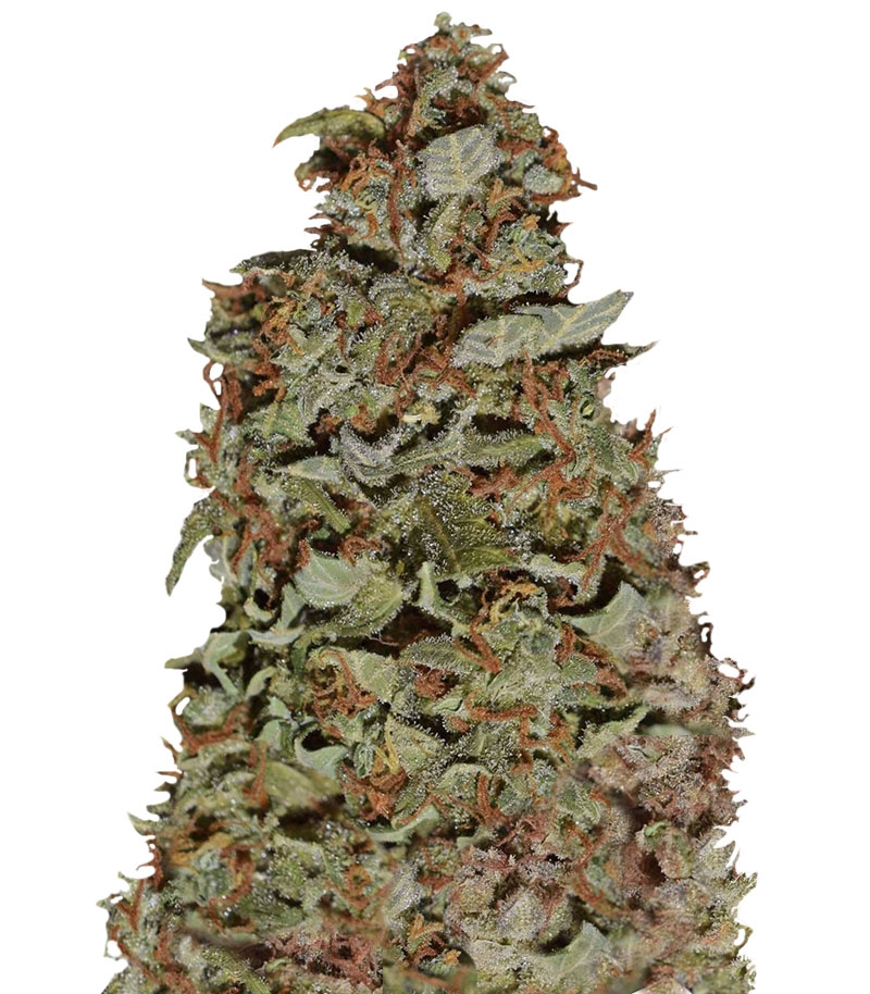 Californian Snow Auto fem (FastBuds) семена конопли