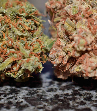Californian Snow Auto fem (FastBuds) семена конопли — изображение 2