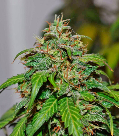 Californian Snow Auto fem (FastBuds) семена конопли — изображение 3