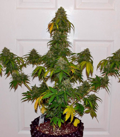 Californian Snow Auto fem (FastBuds) семена конопли — изображение 4