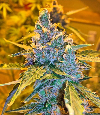 Californian Snow Auto fem (FastBuds) семена конопли — изображение 5