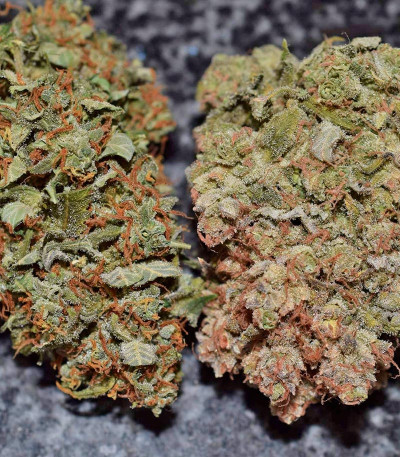 Californian Snow Auto fem (FastBuds) семена конопли — изображение 6