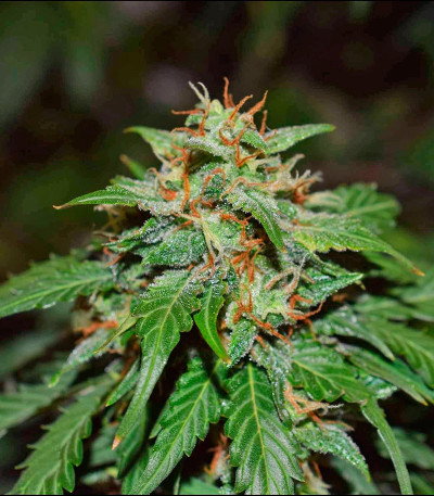 Californian Snow Auto fem (FastBuds) семена конопли — изображение 7