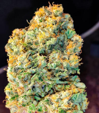 Sour MAC F1 fem (Seedkeepers) семена конопли — изображение 4